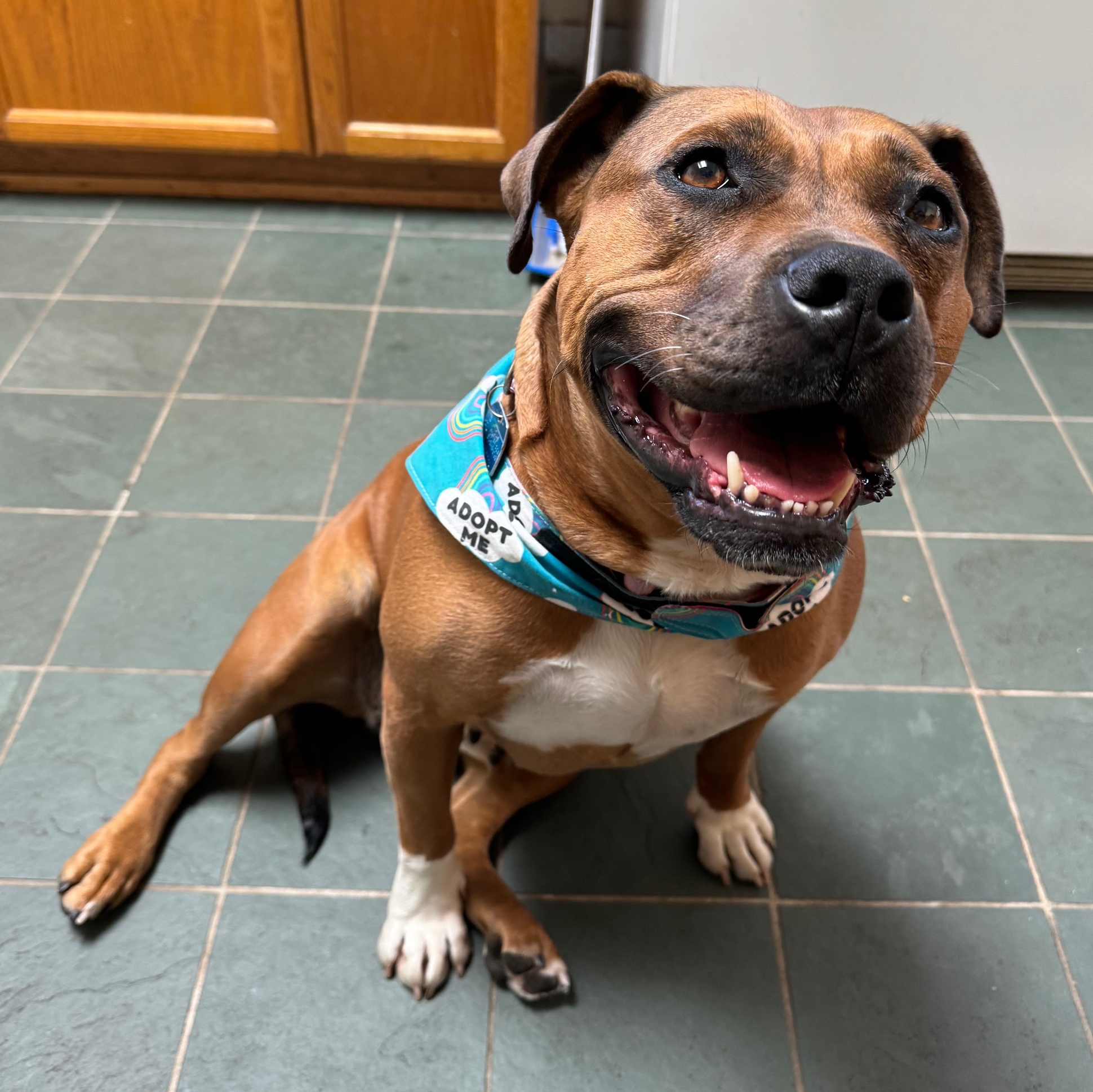 Cheesecake, a Adoptable American Staffordshire Terrier in Berkeley, CA image 5/6