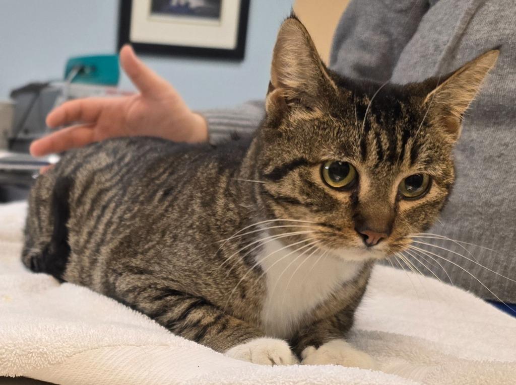 Eleven, Adoptable, Young Female Domestic Short Hair.