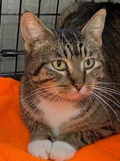 Enlarge Eleven, a Adoptable mixed breed in Murphysboro, IL image 1/4