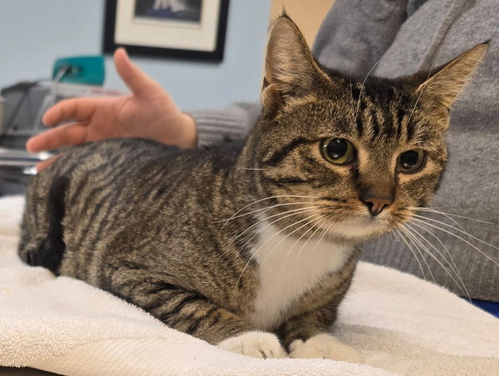 Enlarge Eleven, a Adoptable mixed breed in Murphysboro, IL image 2/2