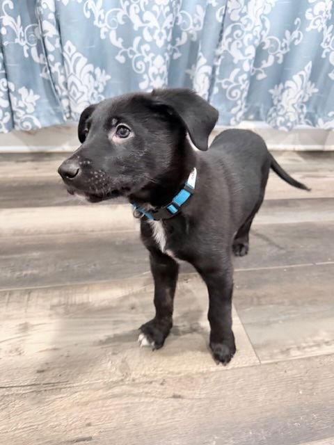 Snoopy, Adoptable, Puppy Male Shepherd & Labrador Retriever.