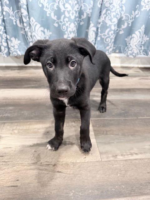 Snoopy, Adoptable, Puppy Male Shepherd & Labrador Retriever.