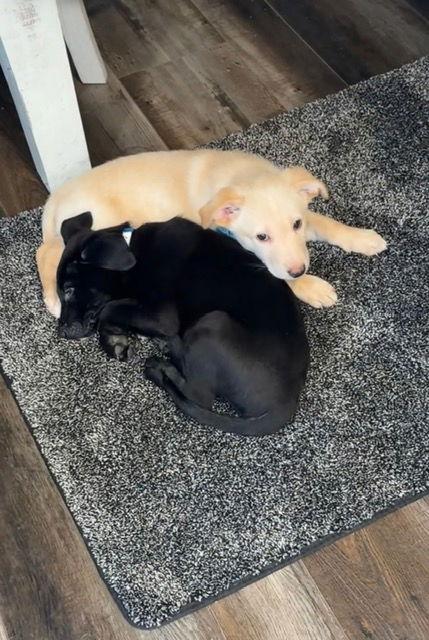 Enlarge Snoopy, a Adoptable mixed breed in Hillside, IL image 3/3