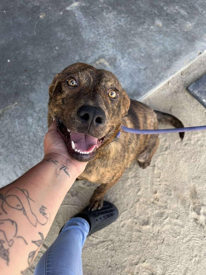 Enlarge Mr. Wiggles, a Adoptable mixed breed in Mullins, SC image 1/2