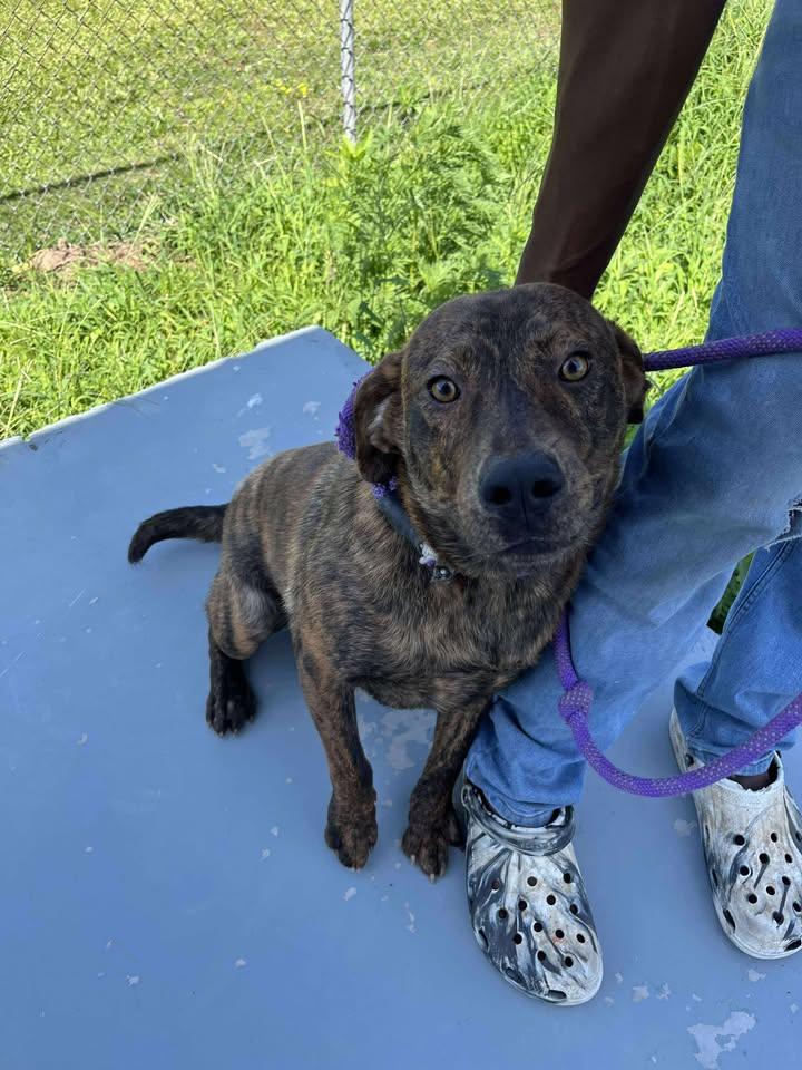 Enlarge Mr. Wiggles, a Adoptable mixed breed in Mullins, SC image 2/2