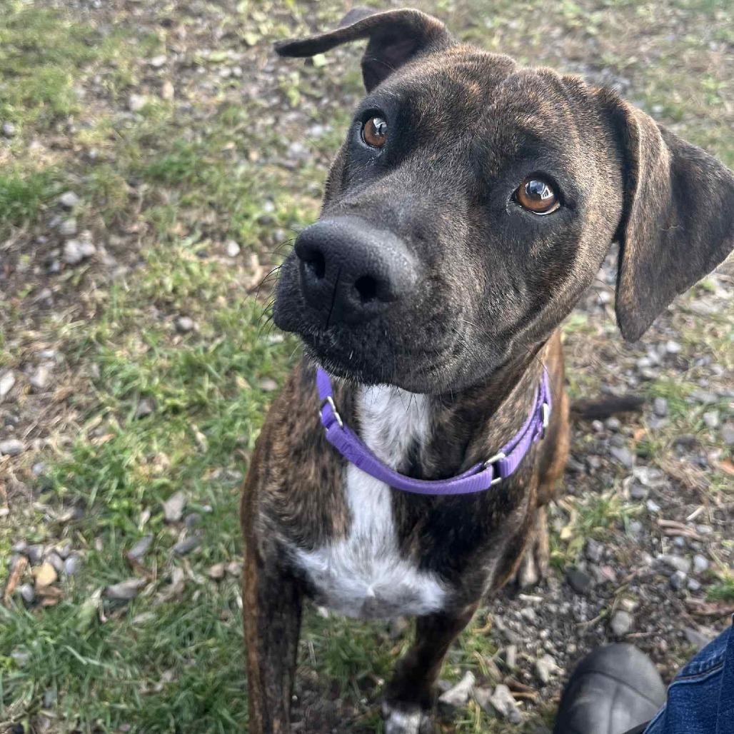 Josie, a Adoptable Pit Bull Terrier in South Haven, MI image 1/4