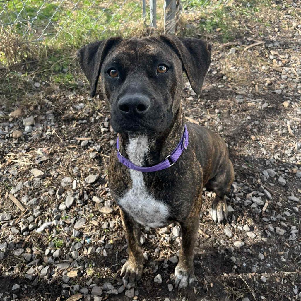 Josie, a Adoptable Pit Bull Terrier in South Haven, MI image 2/4
