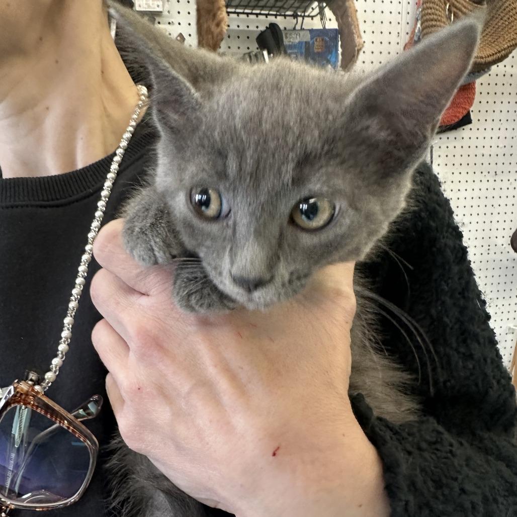 Enlarge Charlie F-21691, a Adoptable American Shorthair in Oklahoma City, OK image 1/2