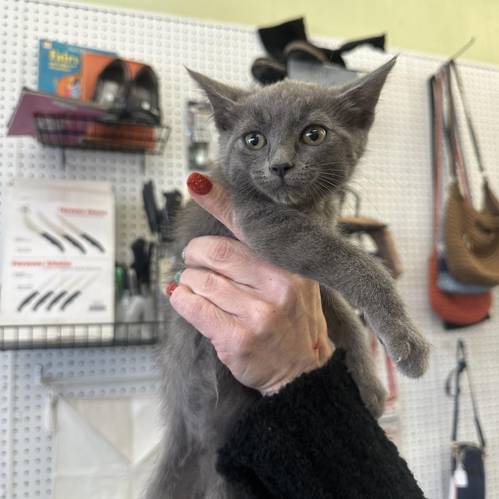 Enlarge Charlie F-21691, a Adoptable American Shorthair in Oklahoma City, OK image 2/2