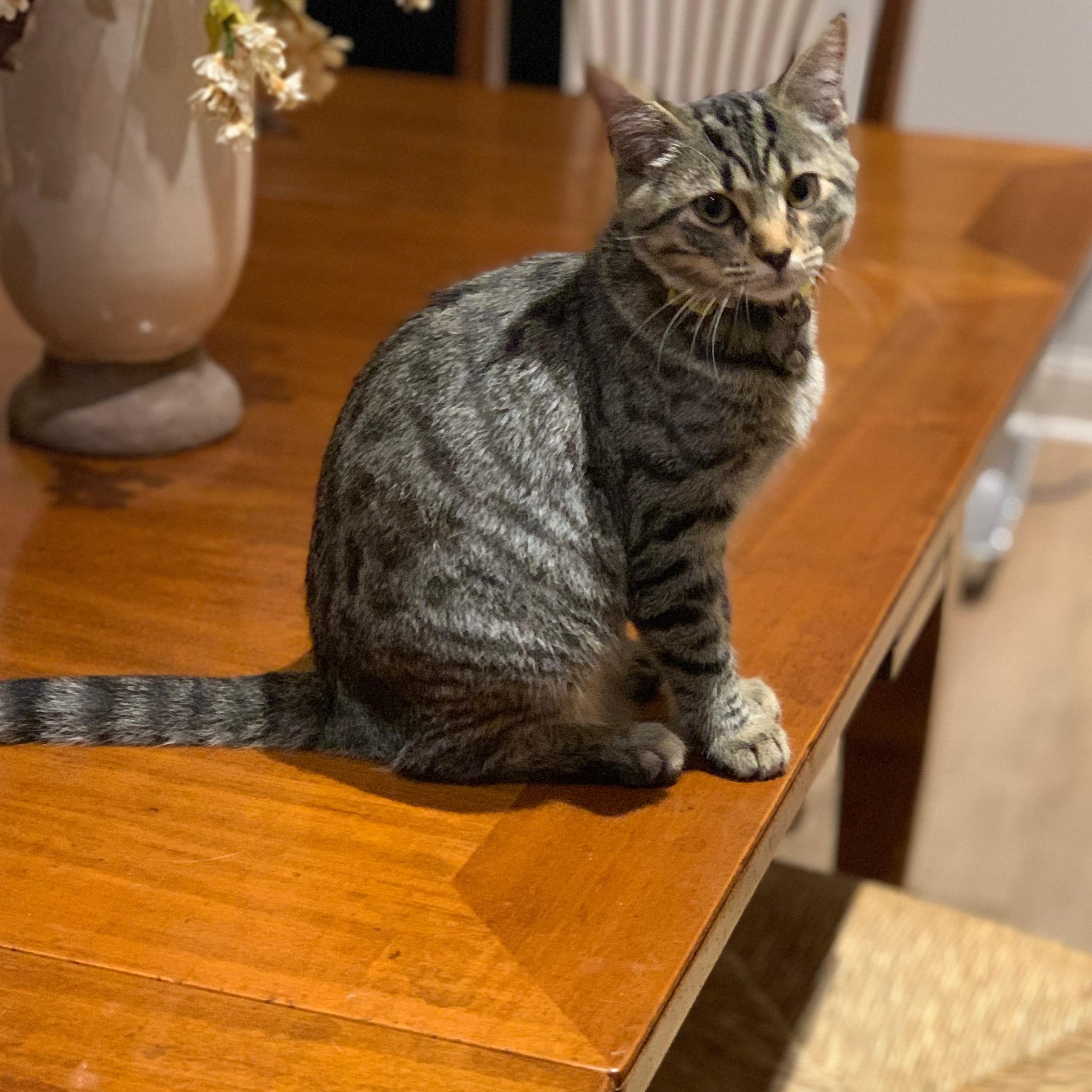 Ursula, a Adoptable Bengal in Woodbridge, VA image 3/6