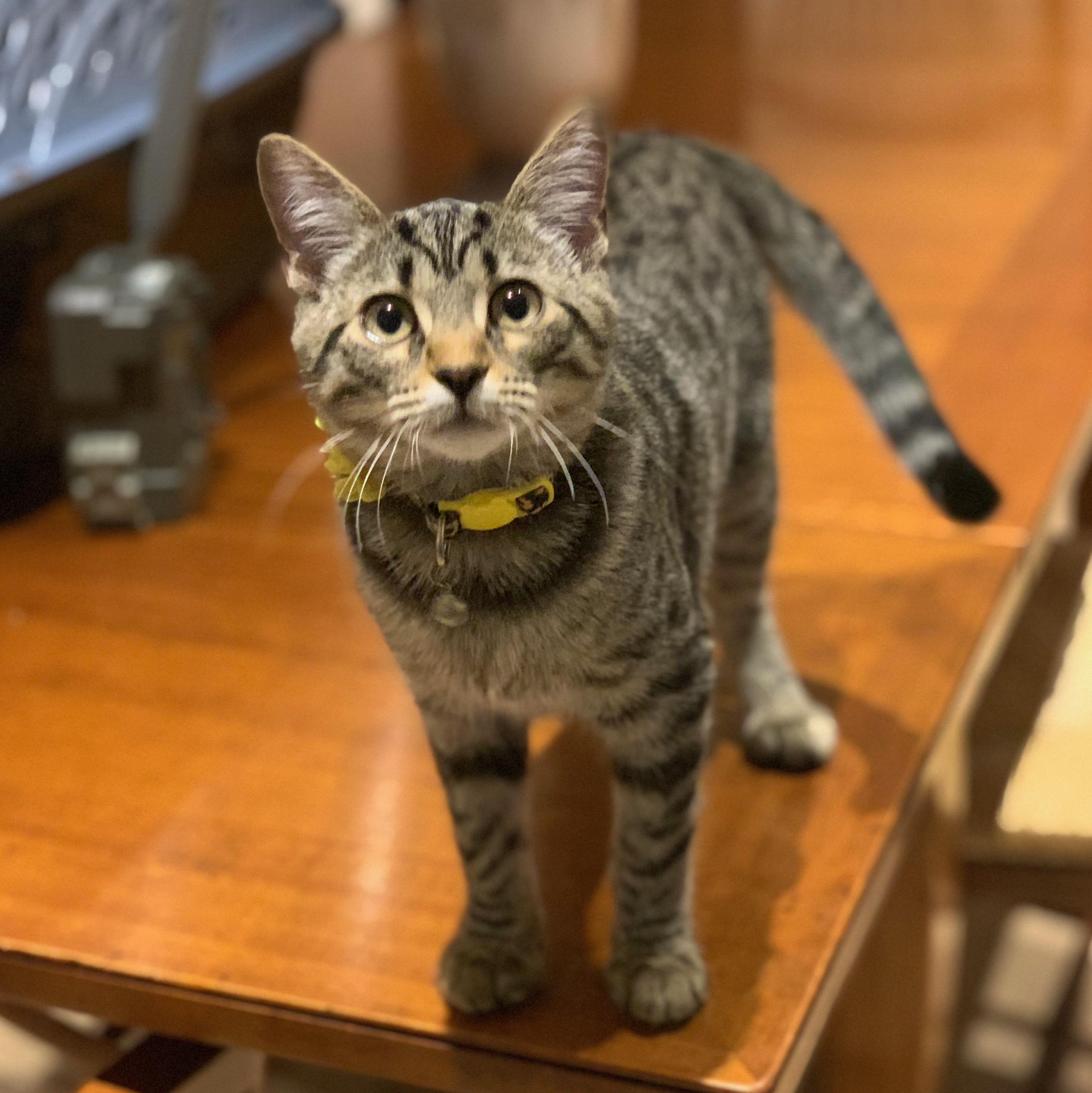 Ursula, Adoptable, Young Female Bengal.