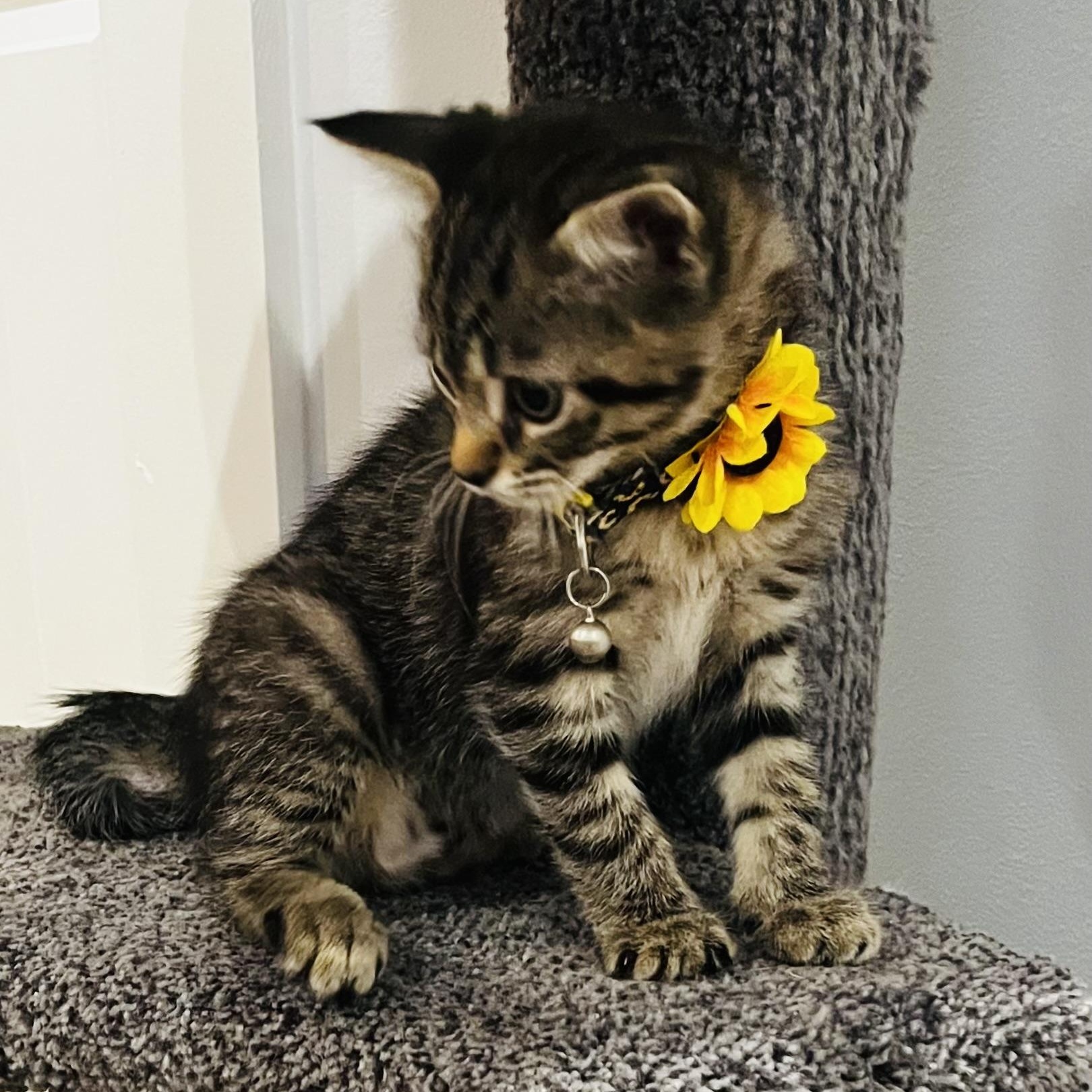 Enlarge Ursula, a Adoptable Tabby in Woodbridge, VA image 1/5