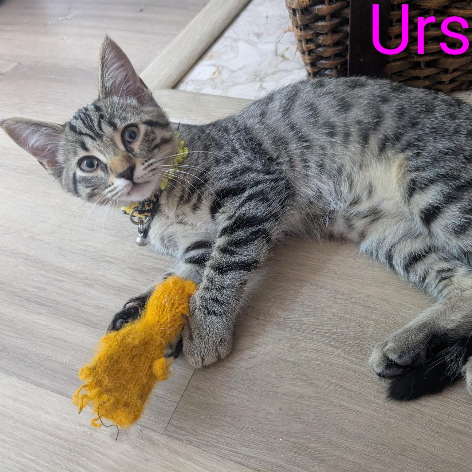 Enlarge Ursula, a Adoptable Tabby in Woodbridge, VA image 3/5