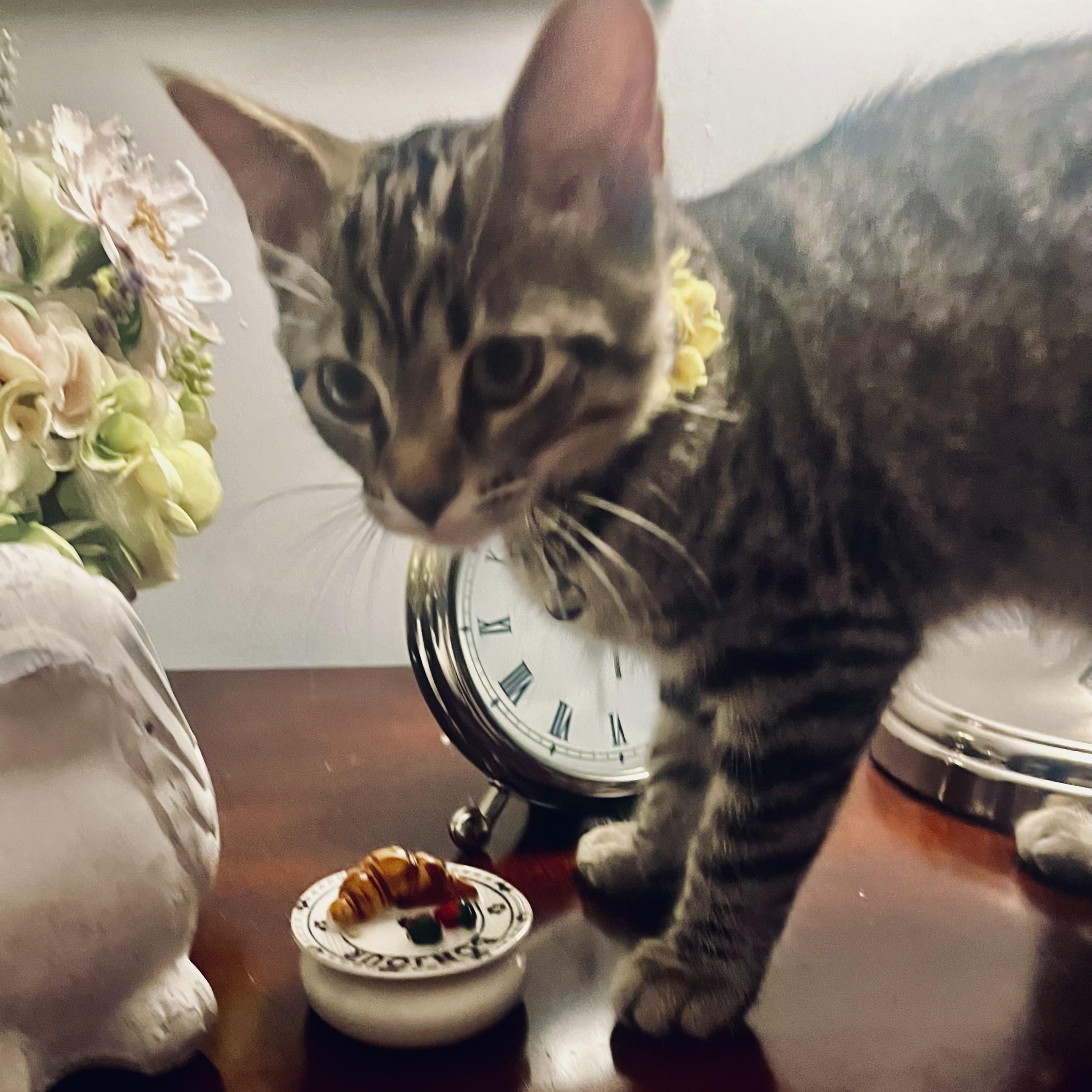 Enlarge Ursula, a Adoptable Tabby in Woodbridge, VA image 5/5