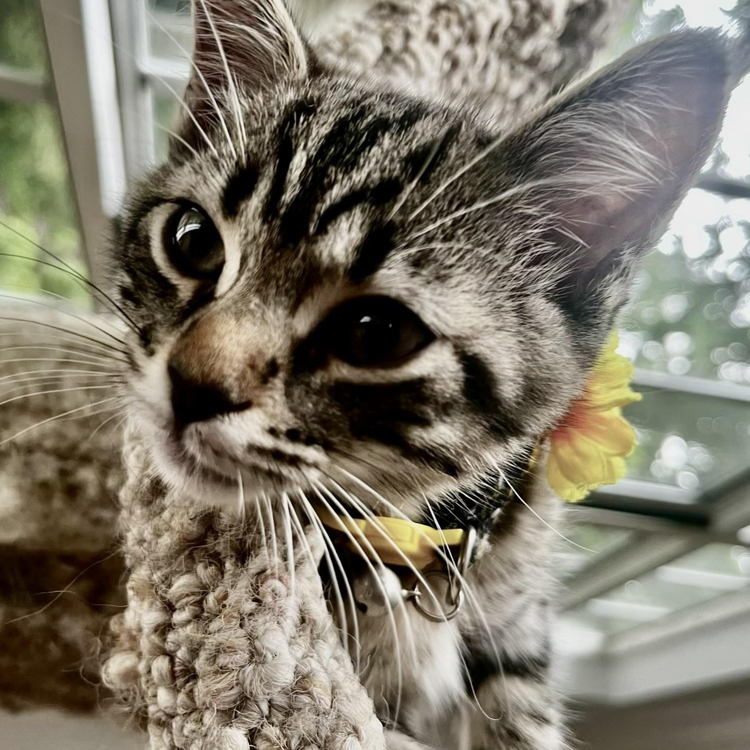 Enlarge Ursula, a Adoptable Tabby in Woodbridge, VA image 2/5