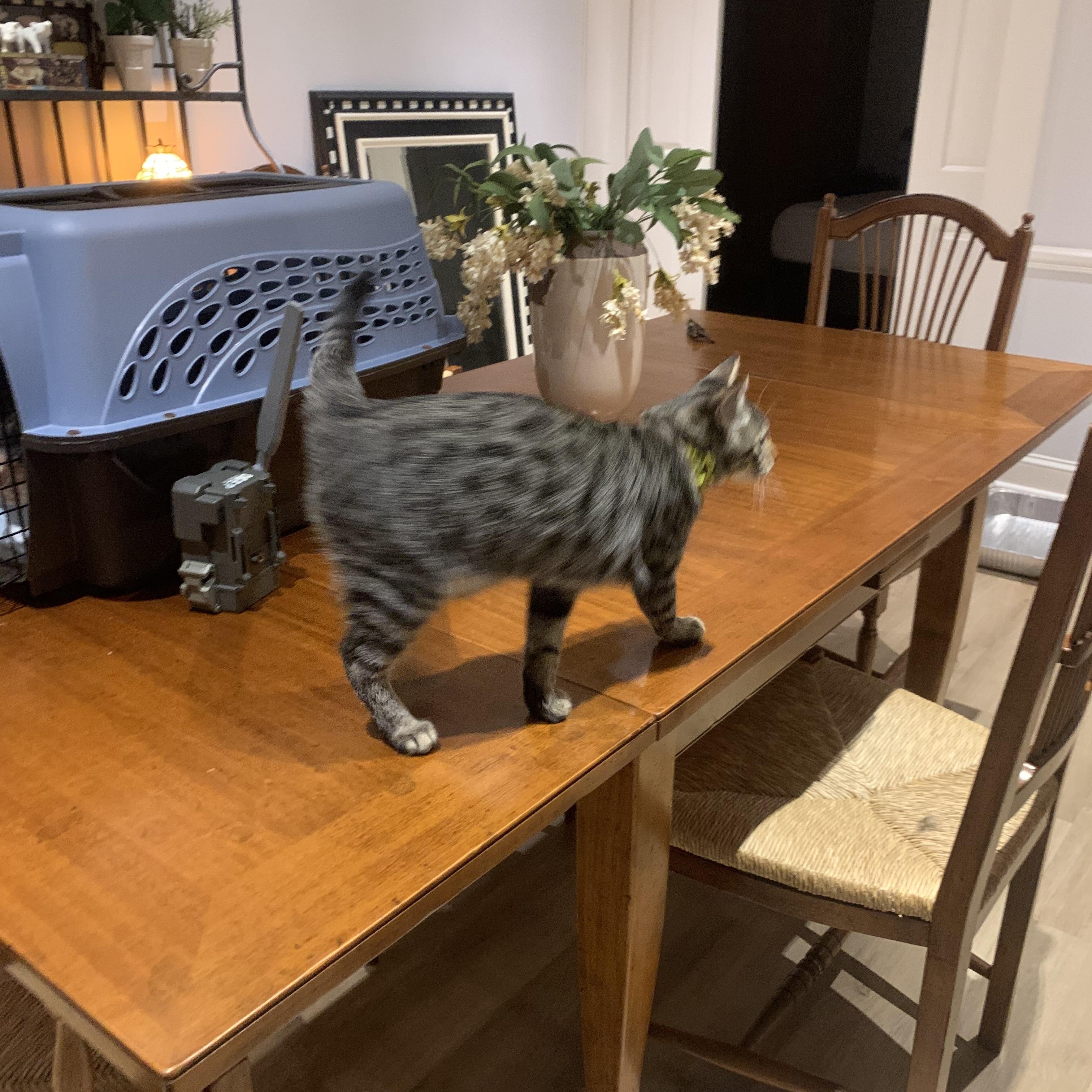 Ursula, a Adoptable Bengal in Woodbridge, VA image 6/6