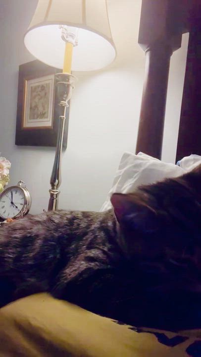 Enlarge Ursula, a Adoptable Tabby in Woodbridge, VA video 4/5