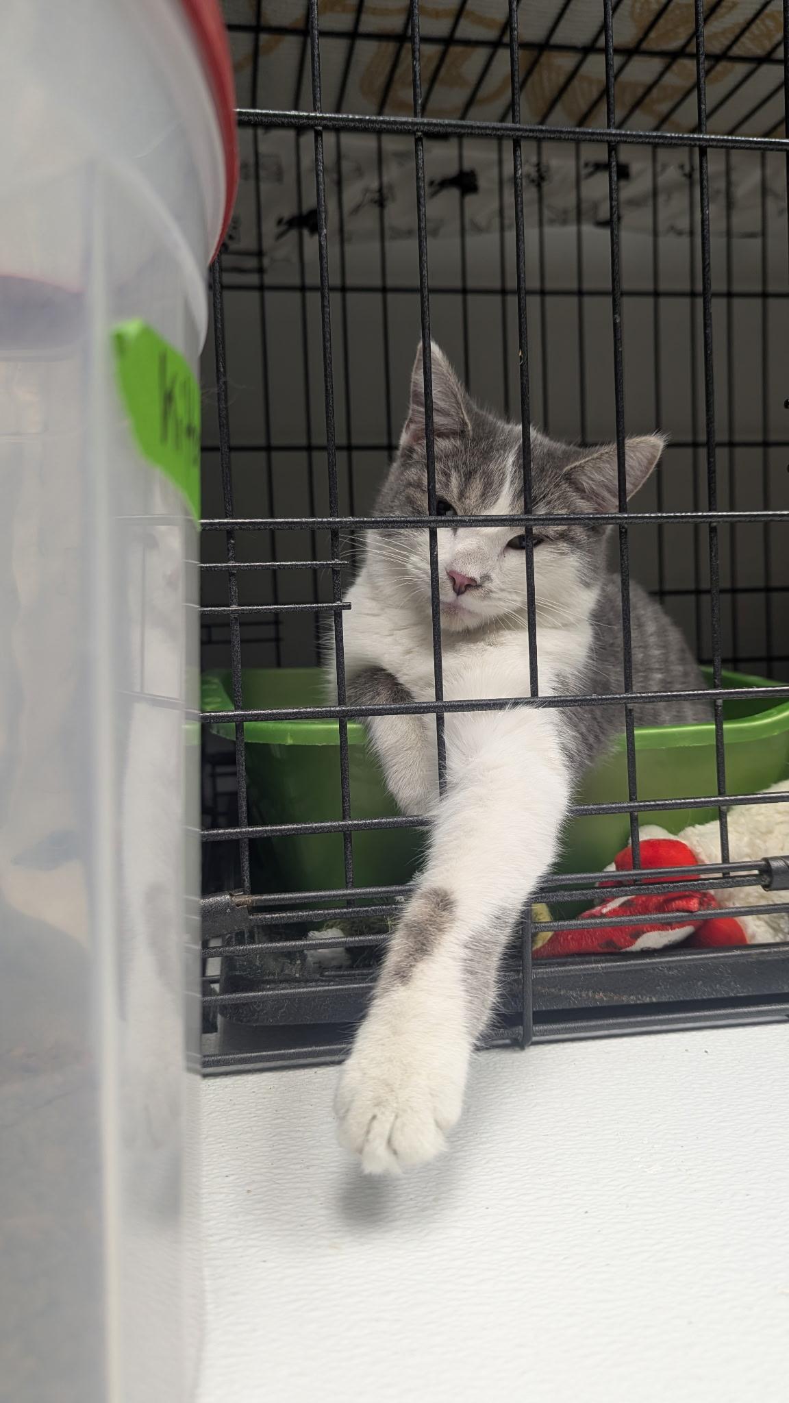 Enlarge Poppy, a ADOPTABLE Domestic Medium Hair in Cape May, NJ image 2/2