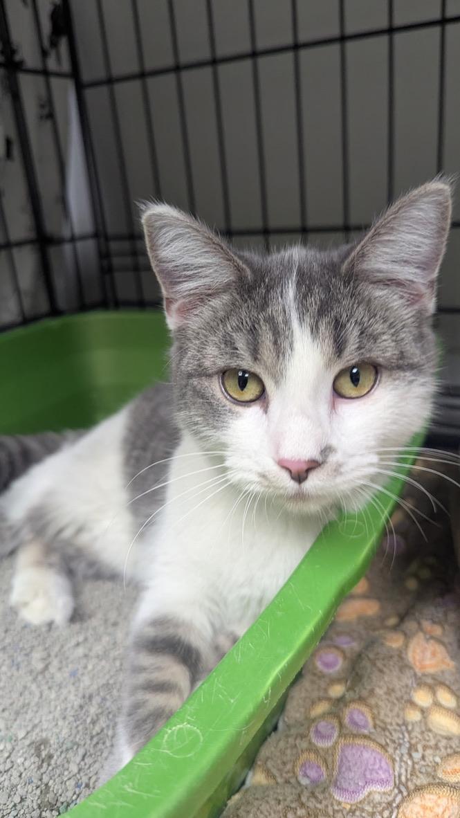 Poppy, ADOPTABLE, Kitten Female Domestic Medium Hair.
