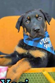 Enlarge Yogi, a Adopted mixed breed in Anza, CA image 1/1