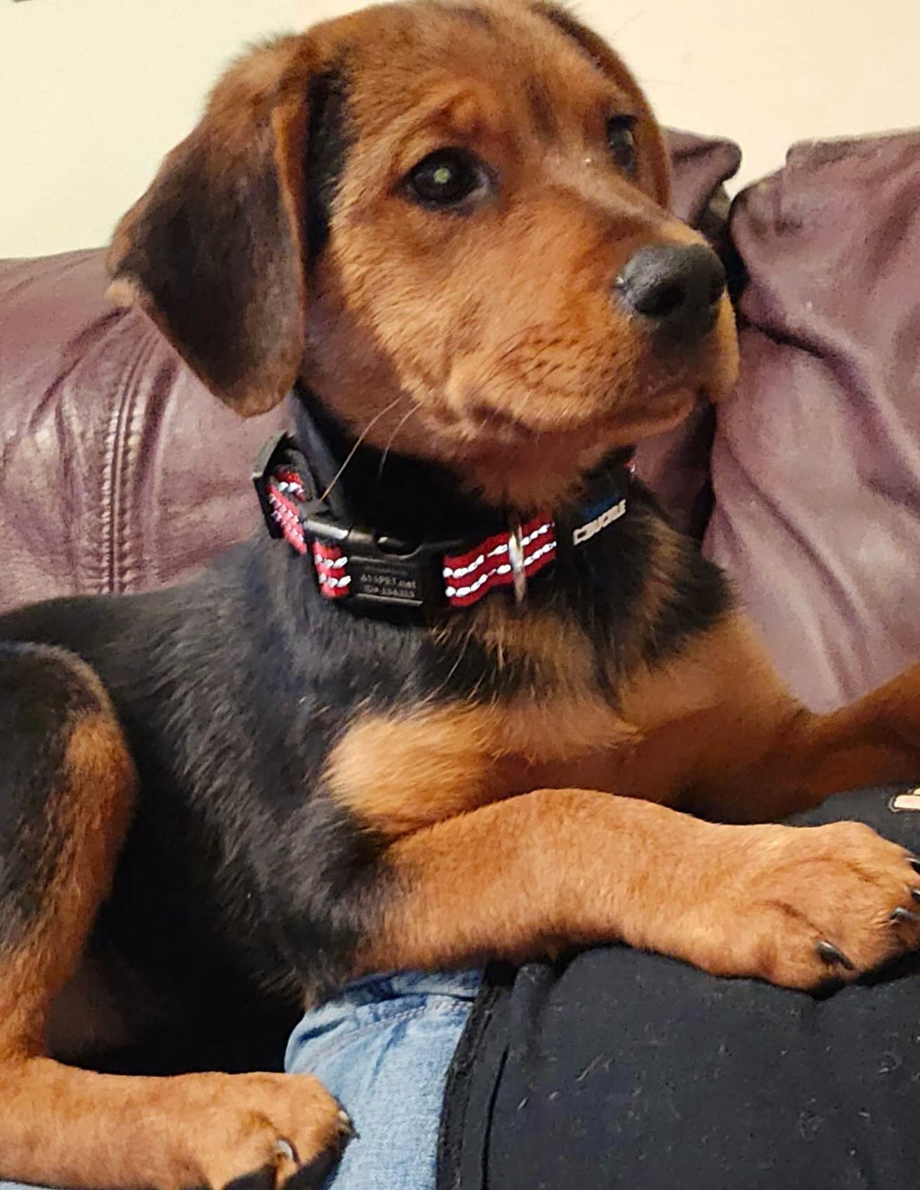 Genesis, adopted, Young Female Hound.