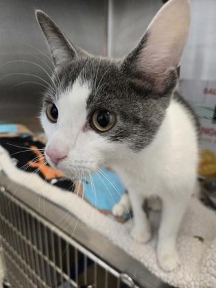 Enlarge George, a Adoptable mixed breed in Sterling Heights, MI image 1/2