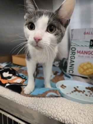 Enlarge George, a Adoptable mixed breed in Sterling Heights, MI image 2/2