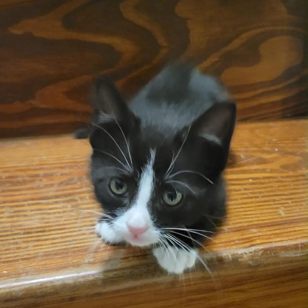 Gomez, an adopted Domestic Short Hair in Clinton, IL image 3/3