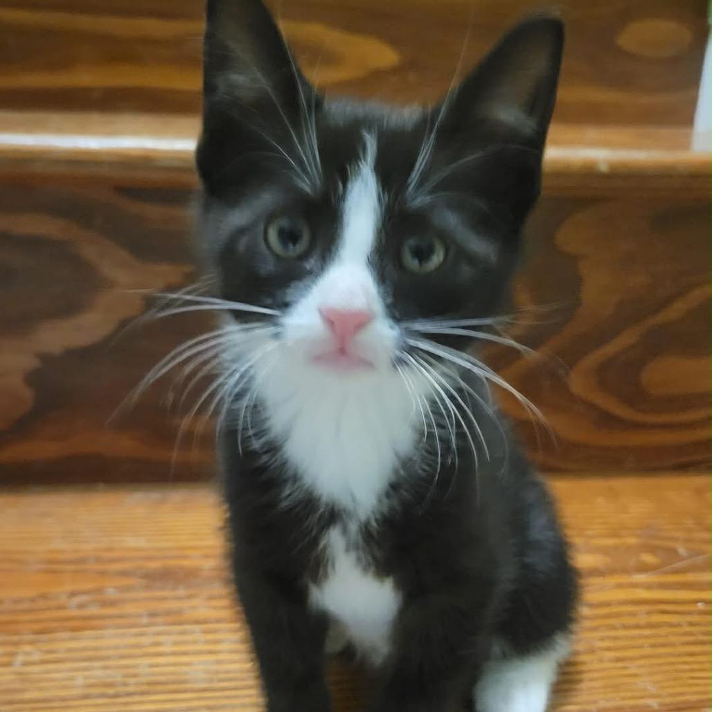Gomez, an adopted Domestic Short Hair in Clinton, IL image 1/3
