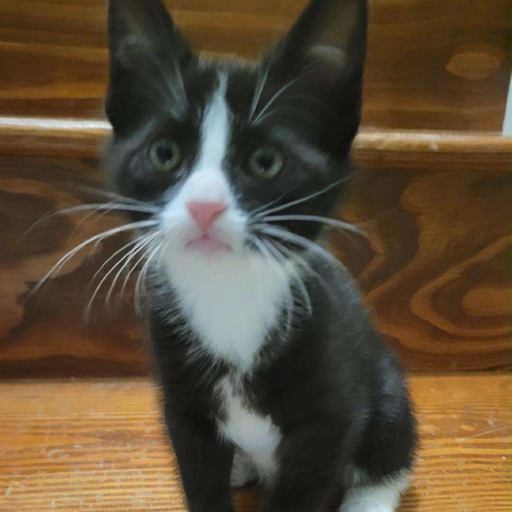 Gomez, an adopted Domestic Short Hair in Clinton, IL image 2/3