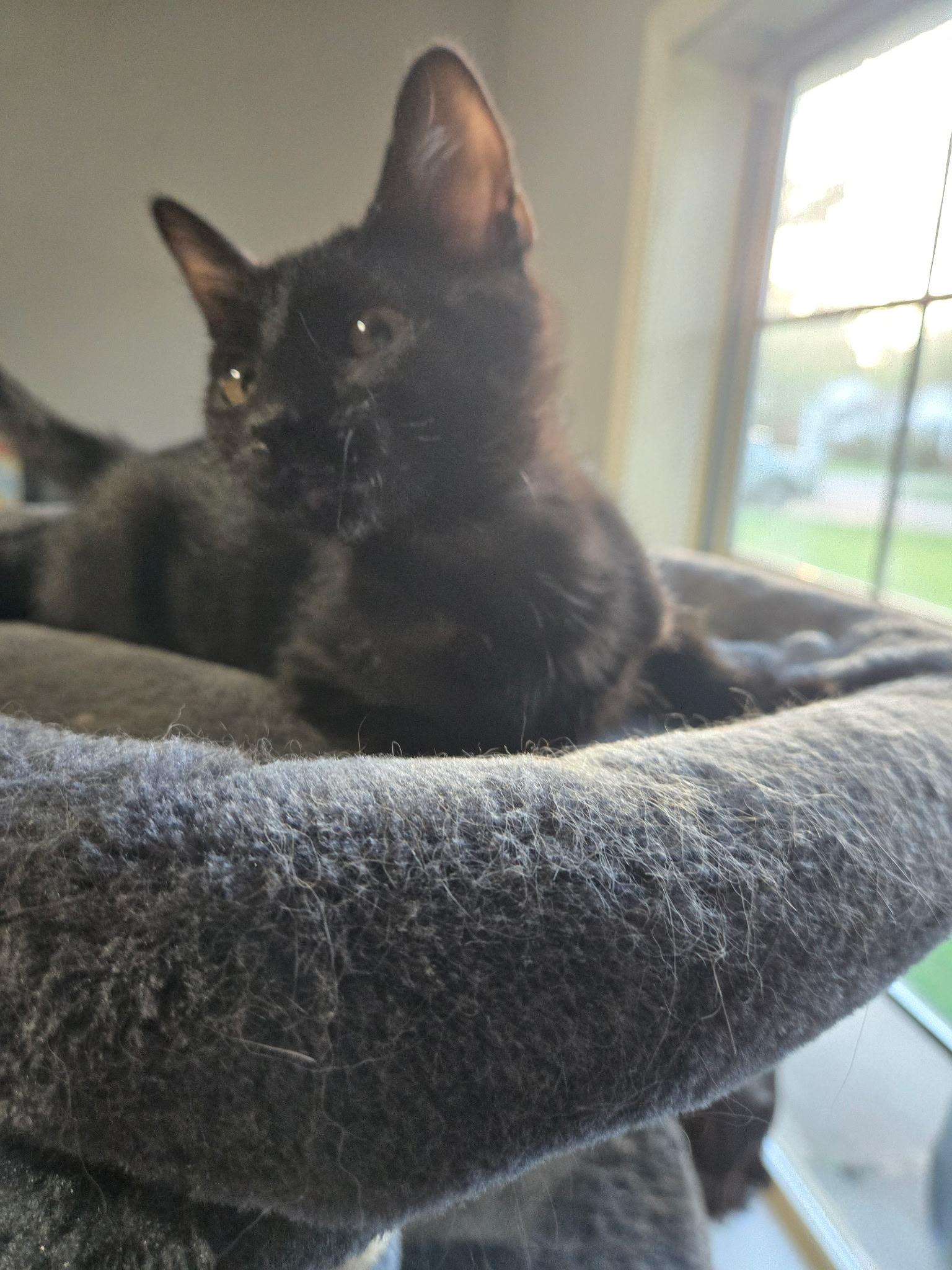 Coraline, an adopted Domestic Short Hair in Tuttle, OK image 4/4