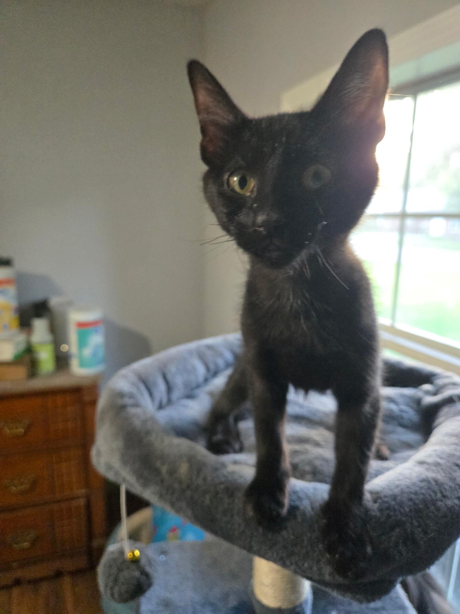 Coraline, adopted, Kitten Female Domestic Short Hair.