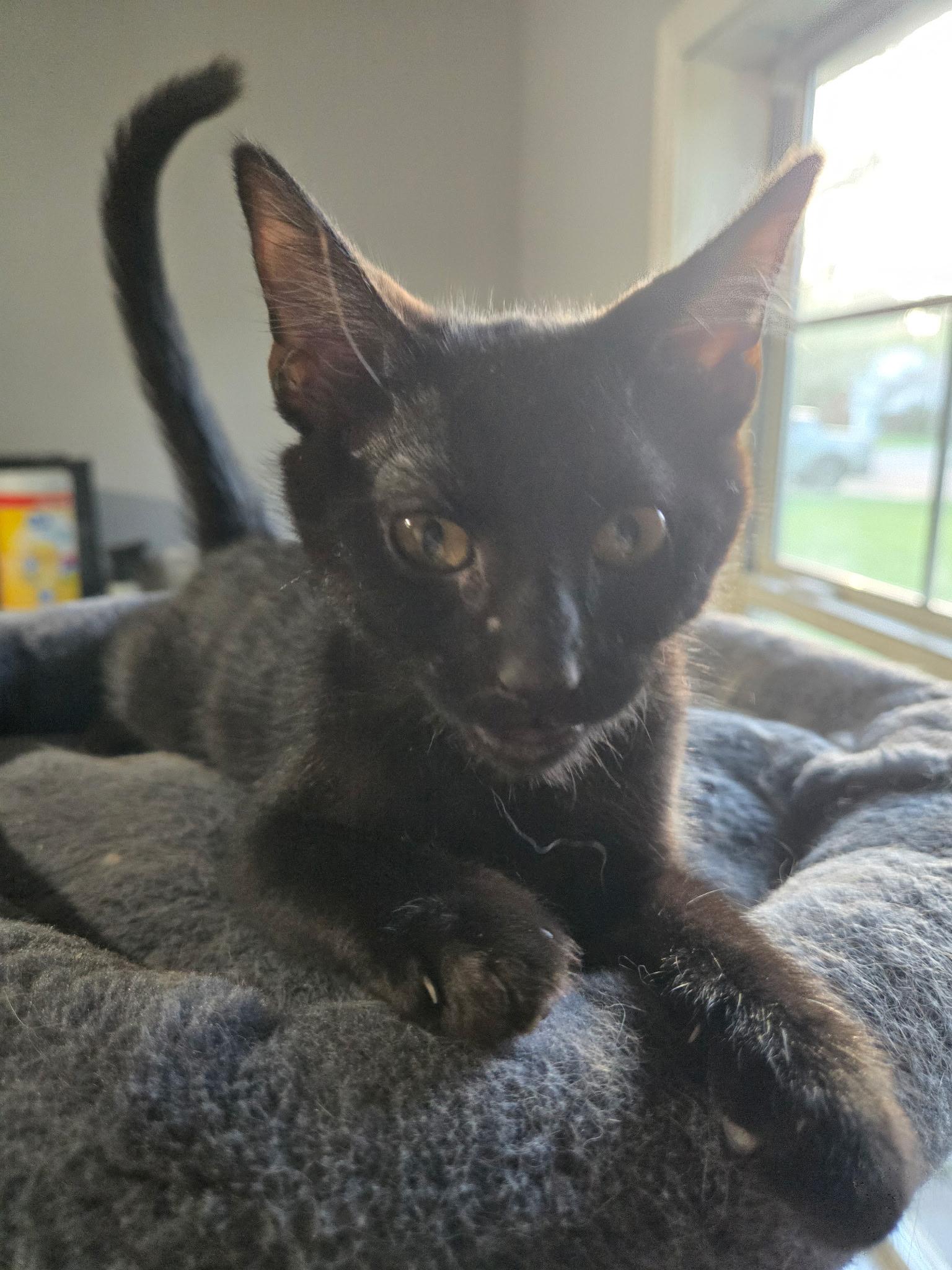 Coraline, an adopted Domestic Short Hair in Tuttle, OK image 2/4
