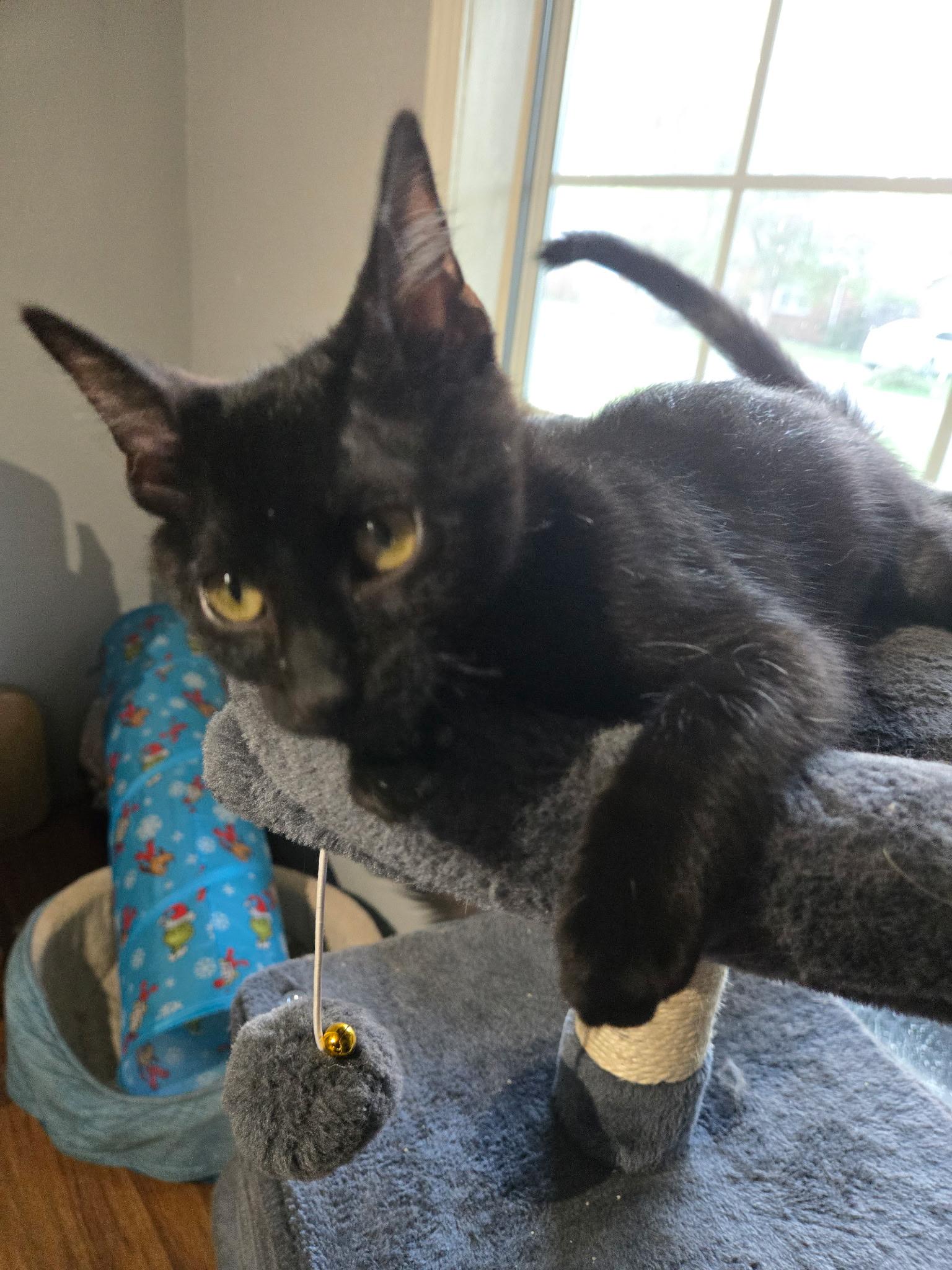 Coraline, an adopted Domestic Short Hair in Tuttle, OK image 3/4