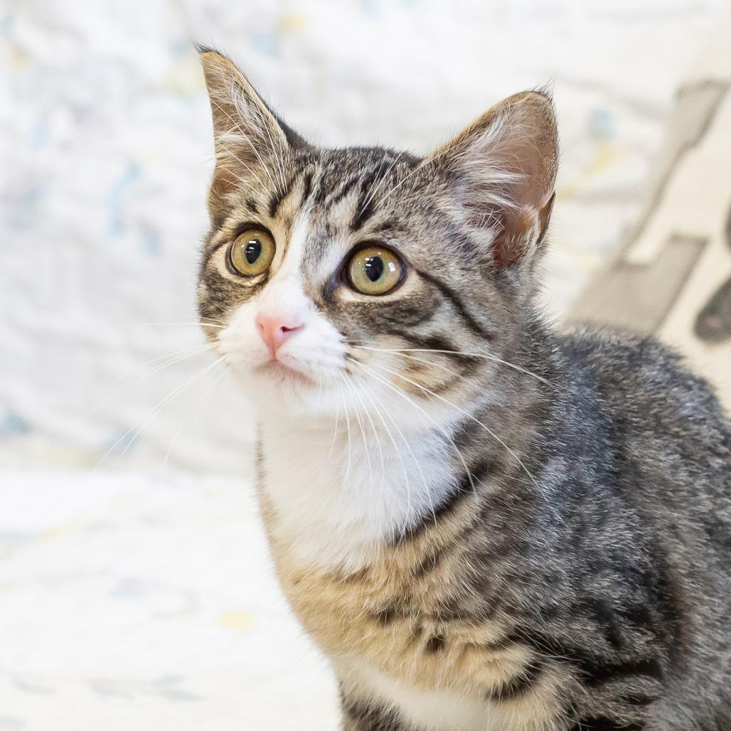 Filbert, Adoptable, Kitten Male Domestic Short Hair.