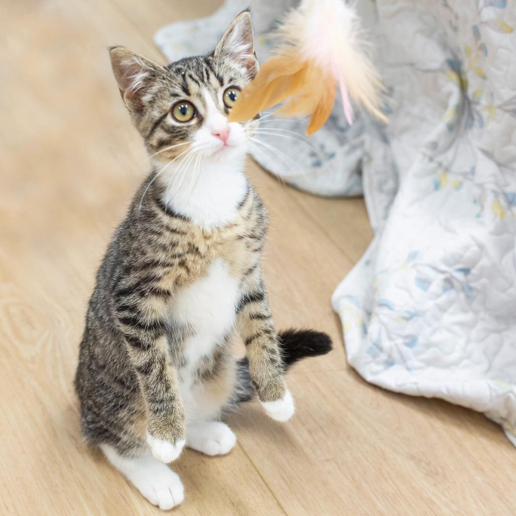 Filbert, a Adoptable Domestic Short Hair in Cartersville, GA image 2/4