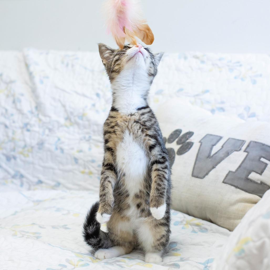 Filbert, a Adoptable Domestic Short Hair in Cartersville, GA image 3/4