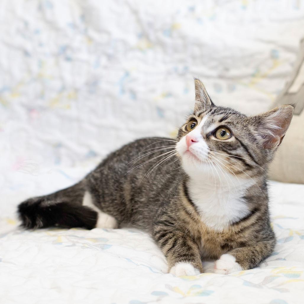 Filbert, a Adoptable Domestic Short Hair in Cartersville, GA image 4/4