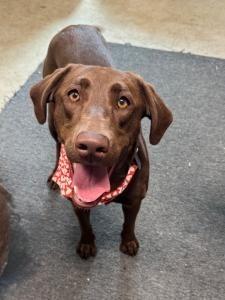 Enlarge Java, a Adoptable Labrador Retriever in Austin, TX image 1/1