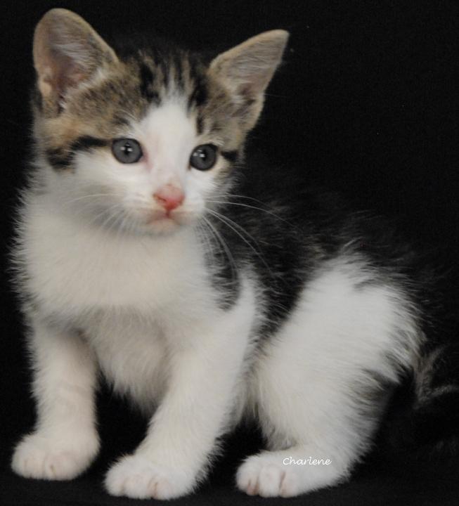 Pharoah, Adoptable, Kitten Female Domestic Short Hair.