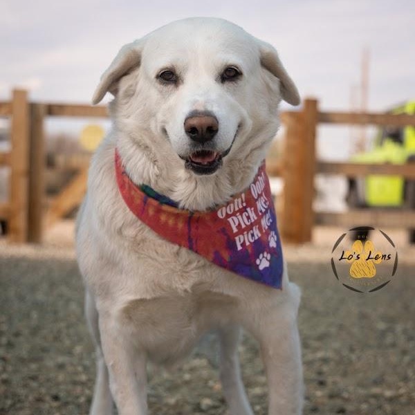 Enlarge SNOWBERRY, a Adoptable mixed breed in Loveland, CO image 2/6