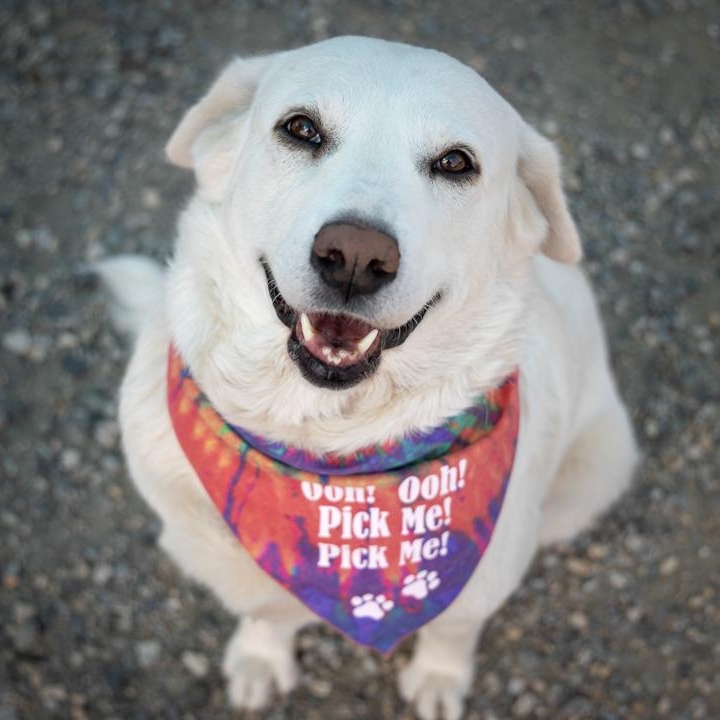 SNOWBERRY, Adoptable, Adult Female Great Pyrenees.