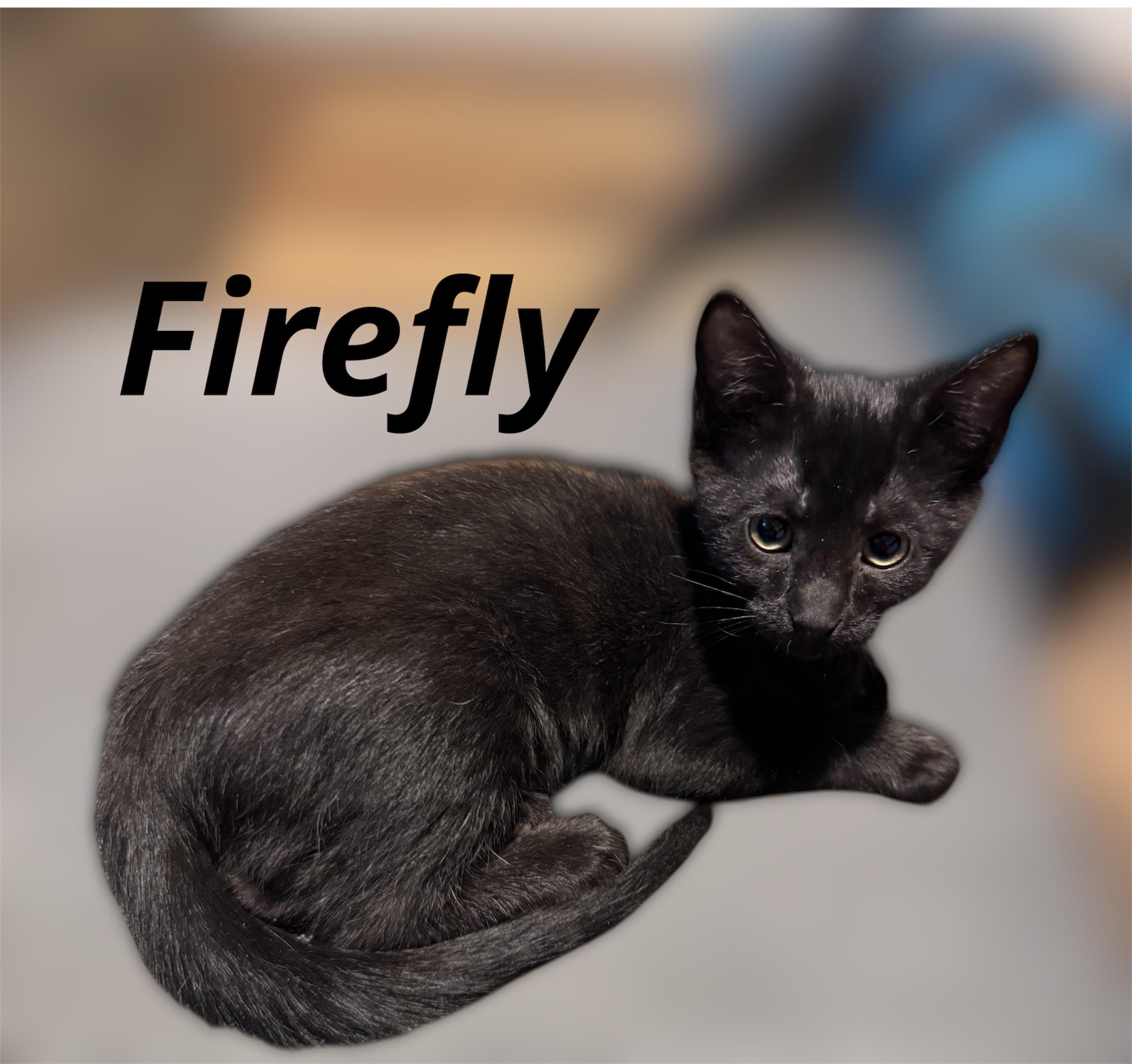 Firefly, ADOPTABLE, Kitten Female Domestic Short Hair.