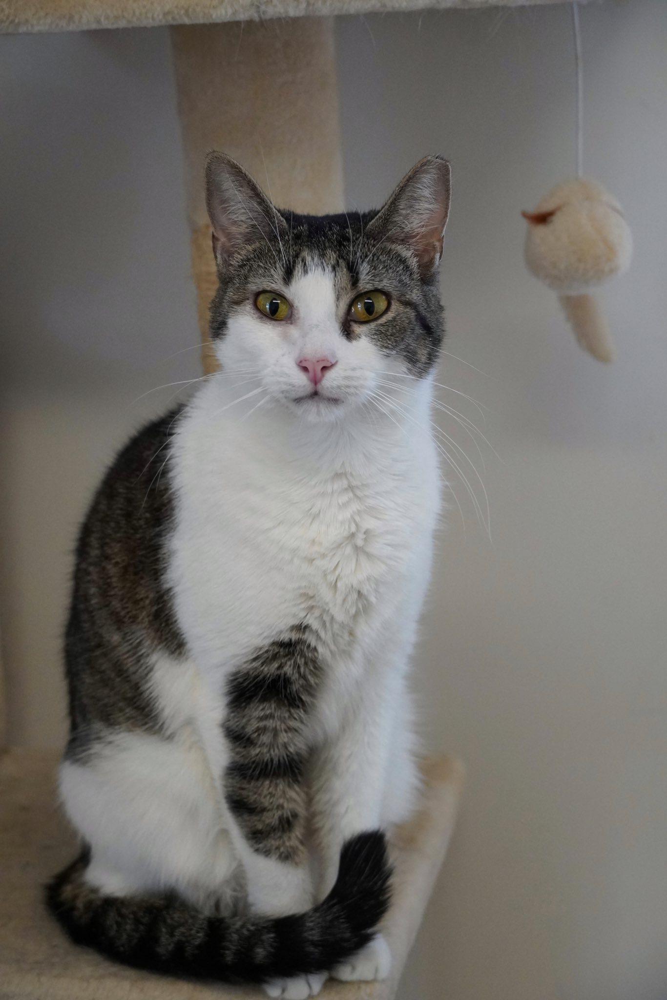 Enlarge Asra, an adopted Domestic Short Hair in Hershey, PA image 1/6