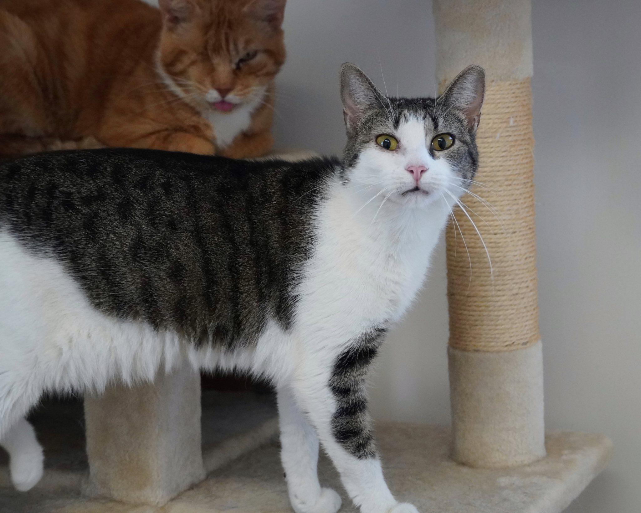 Enlarge Asra, an adopted Domestic Short Hair in Hershey, PA image 2/6