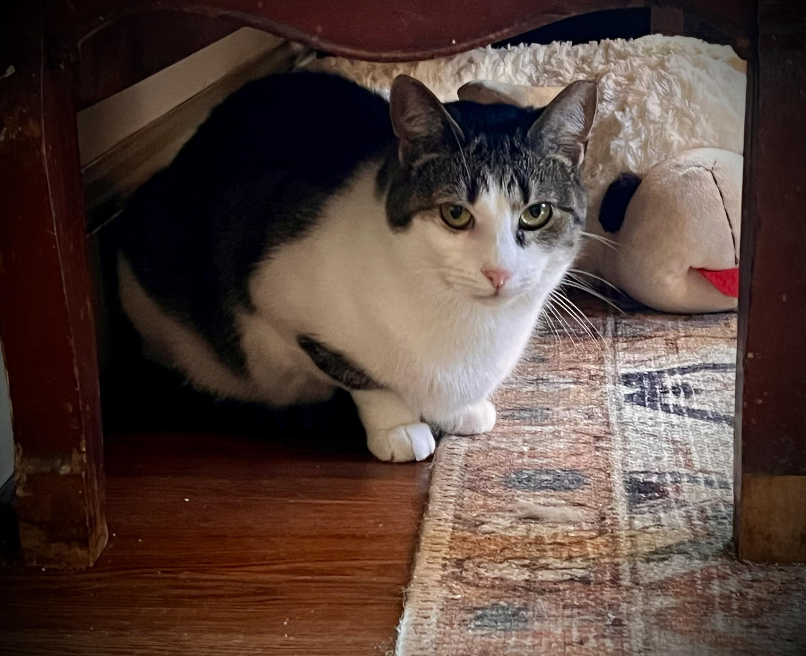 Asra, Adopted, Adult Female Domestic Short Hair.