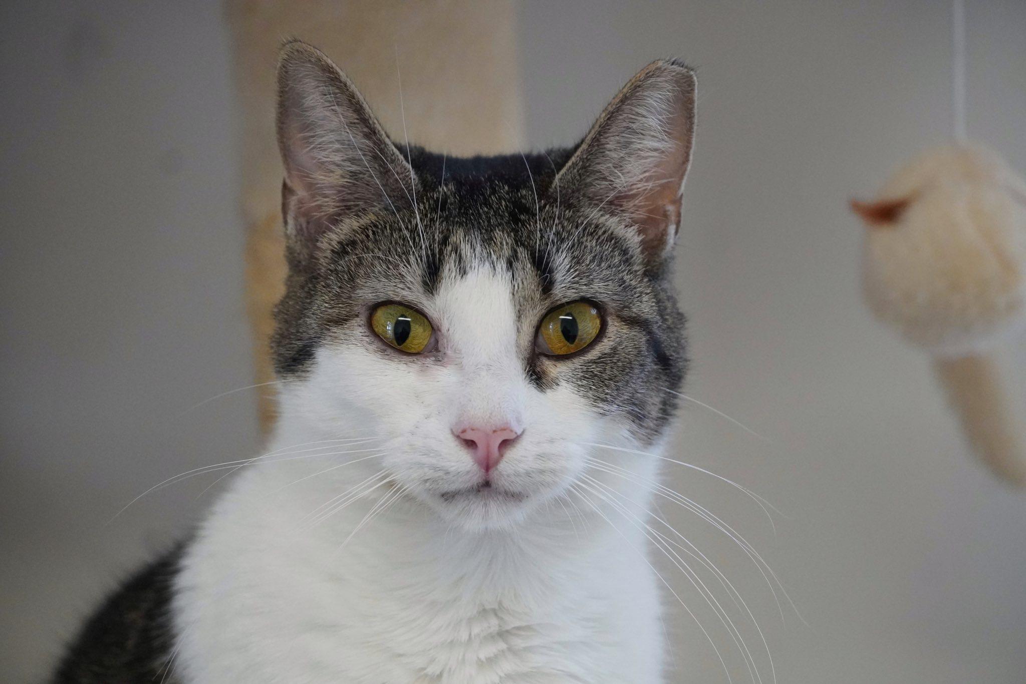 Enlarge Asra, an adopted Domestic Short Hair in Hershey, PA image 4/6