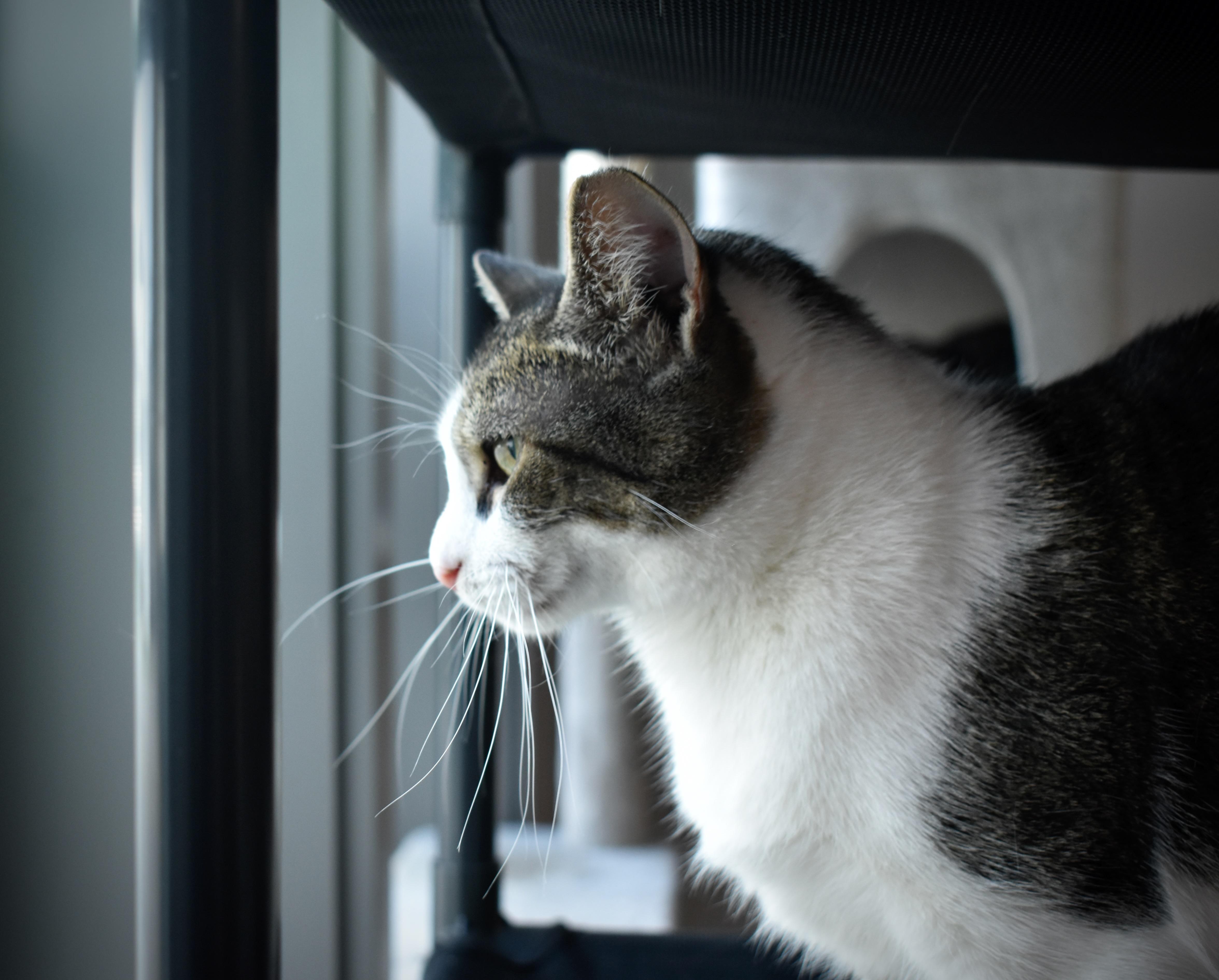 Enlarge Asra, a Adopted Domestic Short Hair in Hershey, PA image 3/6