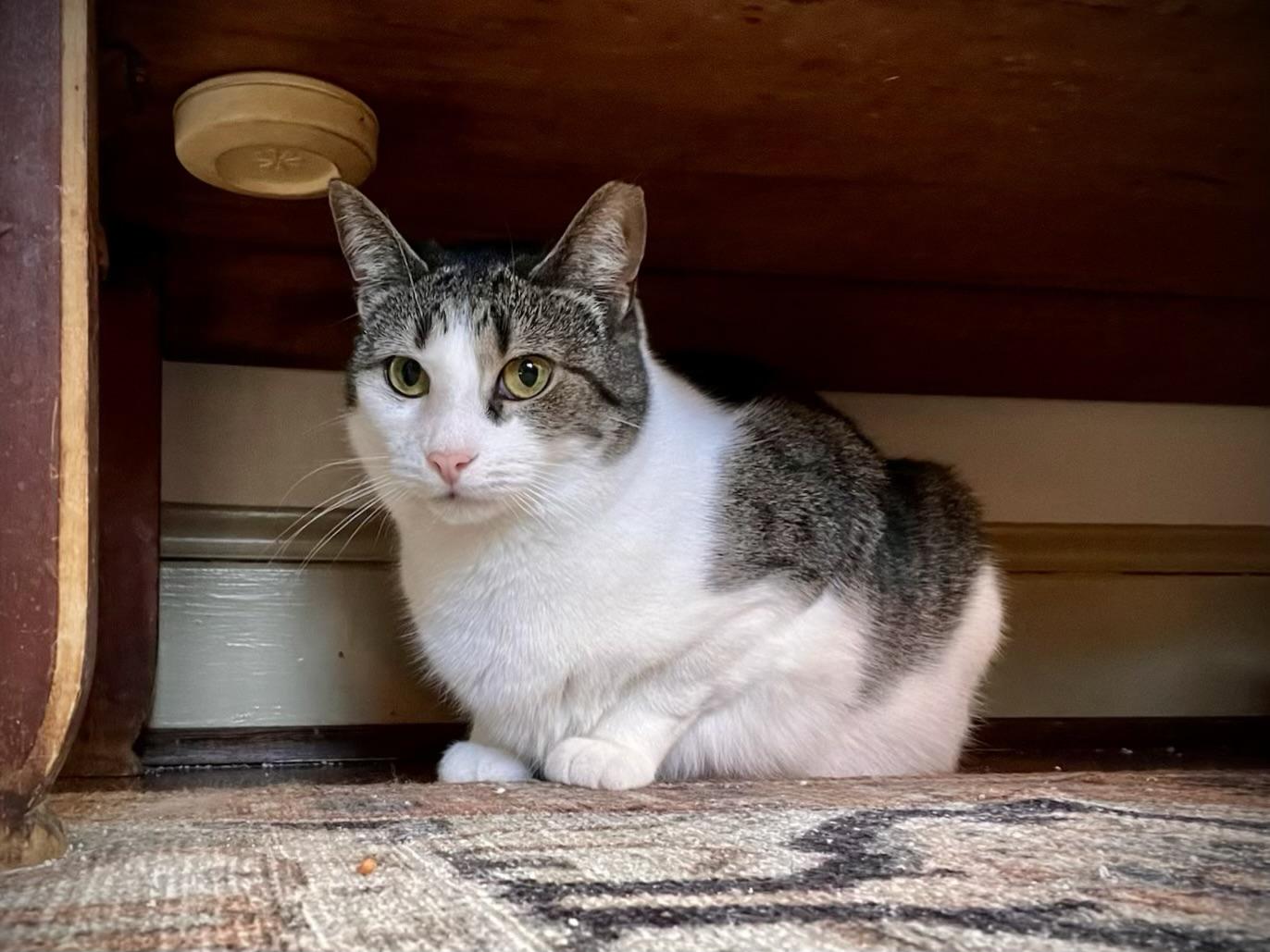 Enlarge Asra, a Adopted Domestic Short Hair in Hershey, PA image 4/6