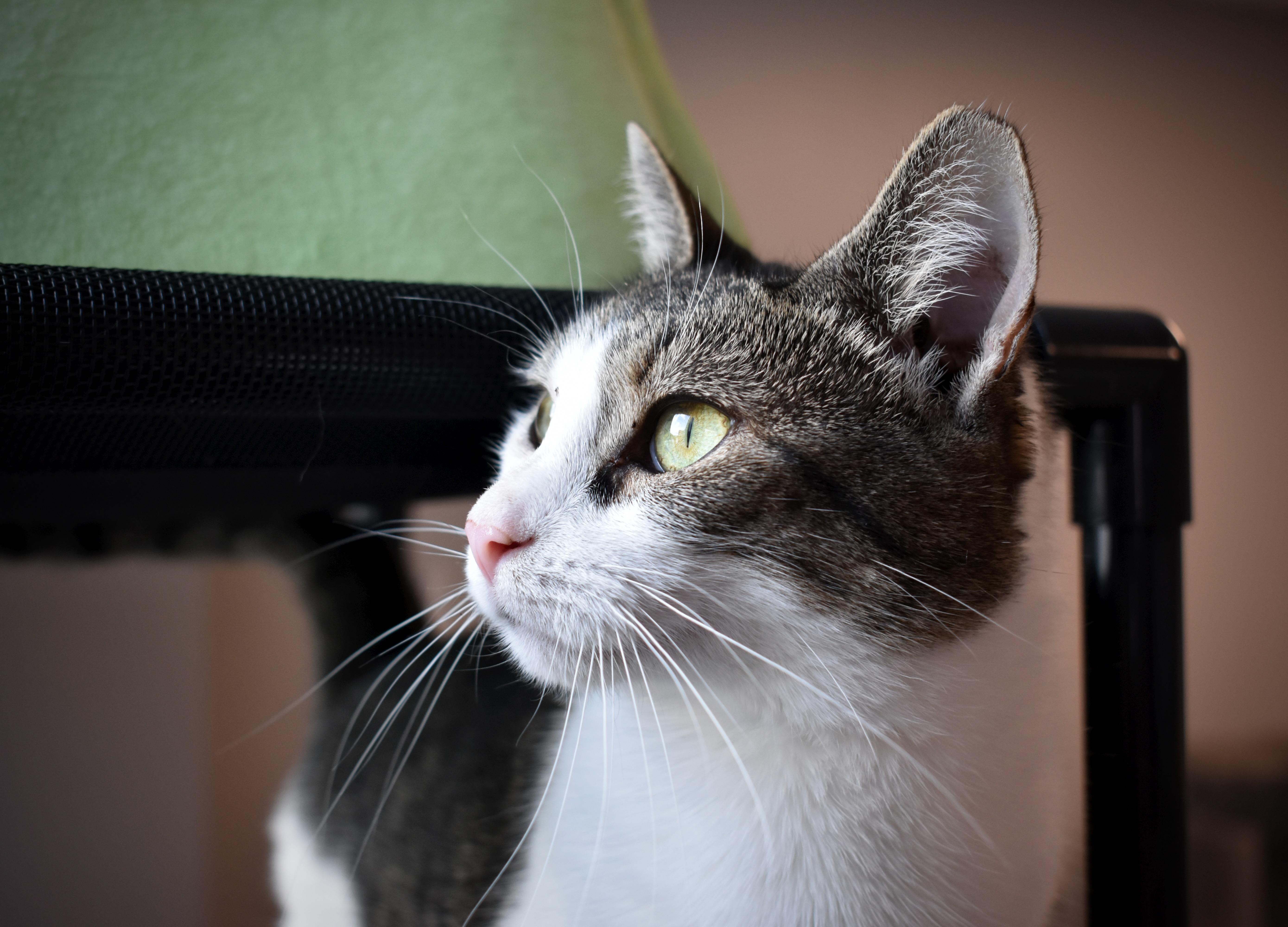 Enlarge Asra, a Adopted Domestic Short Hair in Hershey, PA image 6/6
